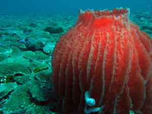 Sponge and mushroom corals