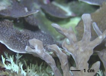 ROV coral close up