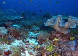 Oceanic shoal coral diversity