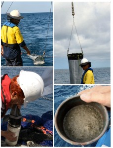 Process of collecting samples using a plankton net