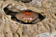 Crab in a sponge